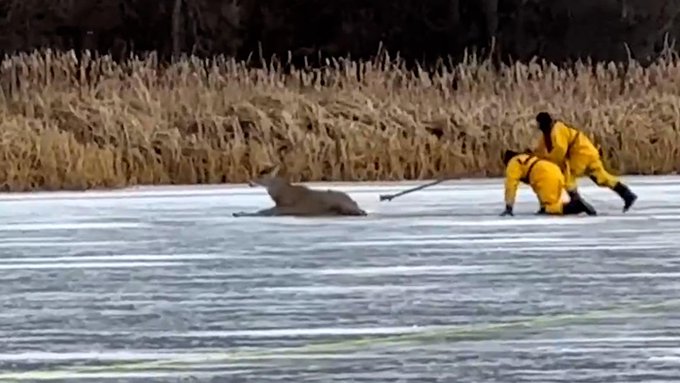 Firefighters in Prior Lake MN rescue a deer trapped in a frozen lake