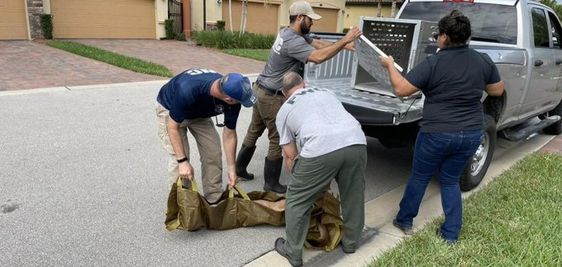 Deputies in Bonita Springs remove a panther from a country club.