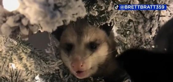 Opossum sighting in a Christmas tree in Texas