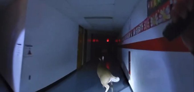 Deer entering an elementary school in New Jersey 
