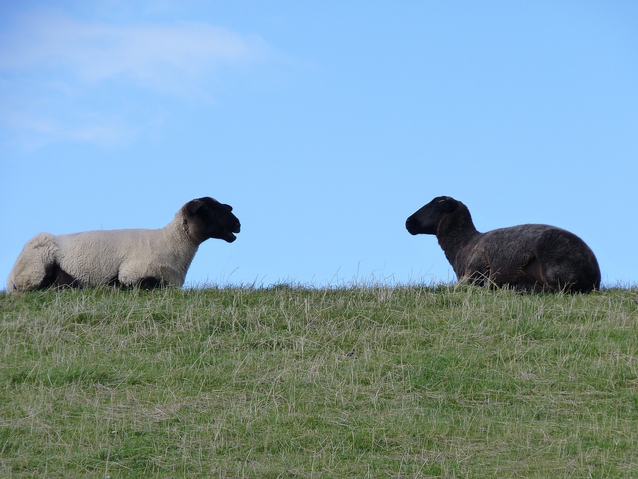 We can have both black and white sheep but why do we have both good and evil, in our world too We can have both black and white sheep but why do we have both good and evil, in our world too