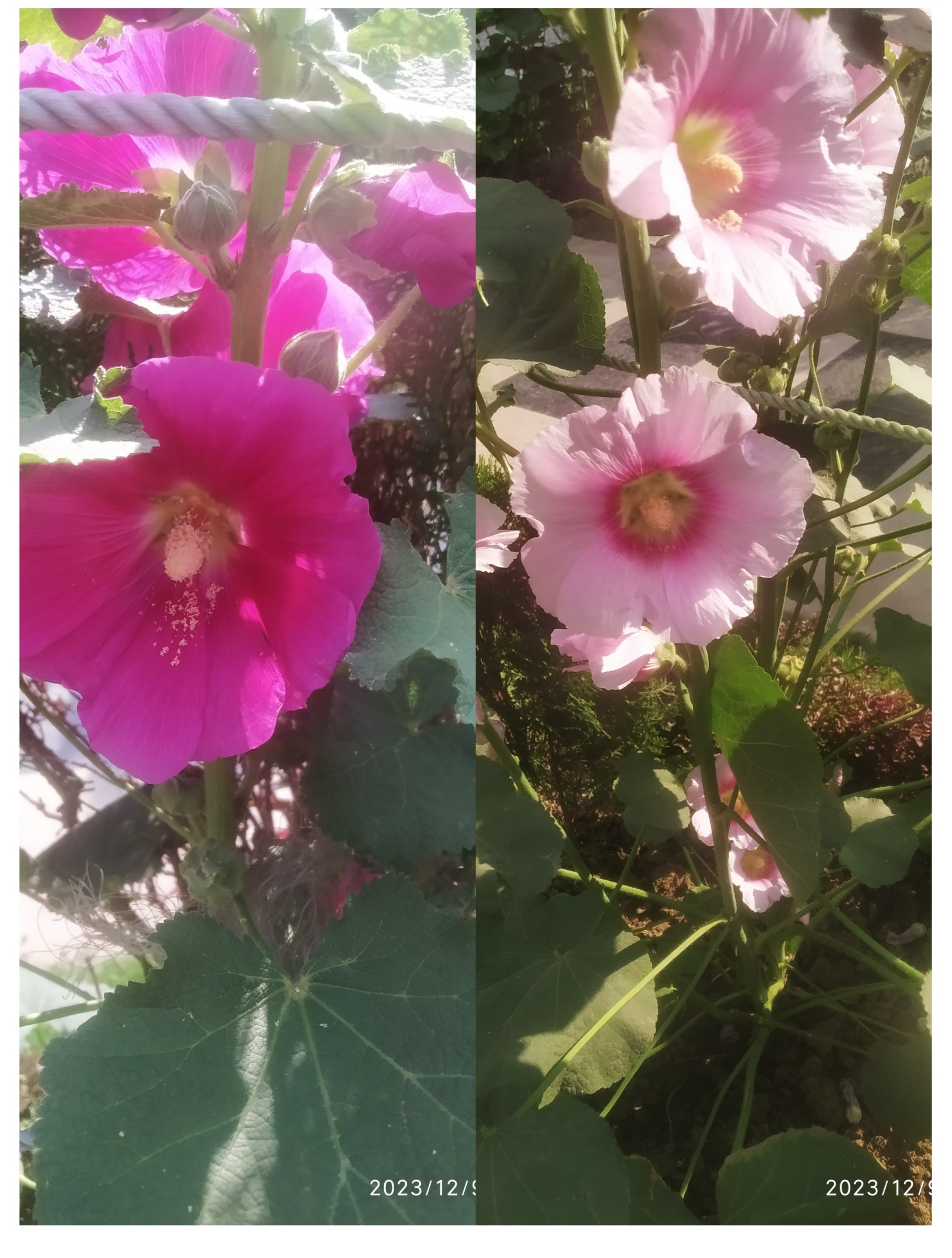 Nice and Gorgeous flowers Nice and Gorgeous flowers