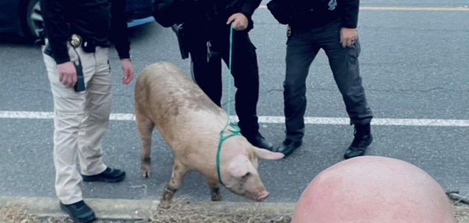 Deptford Township Police Officers capture a loose hog in New Jersey 