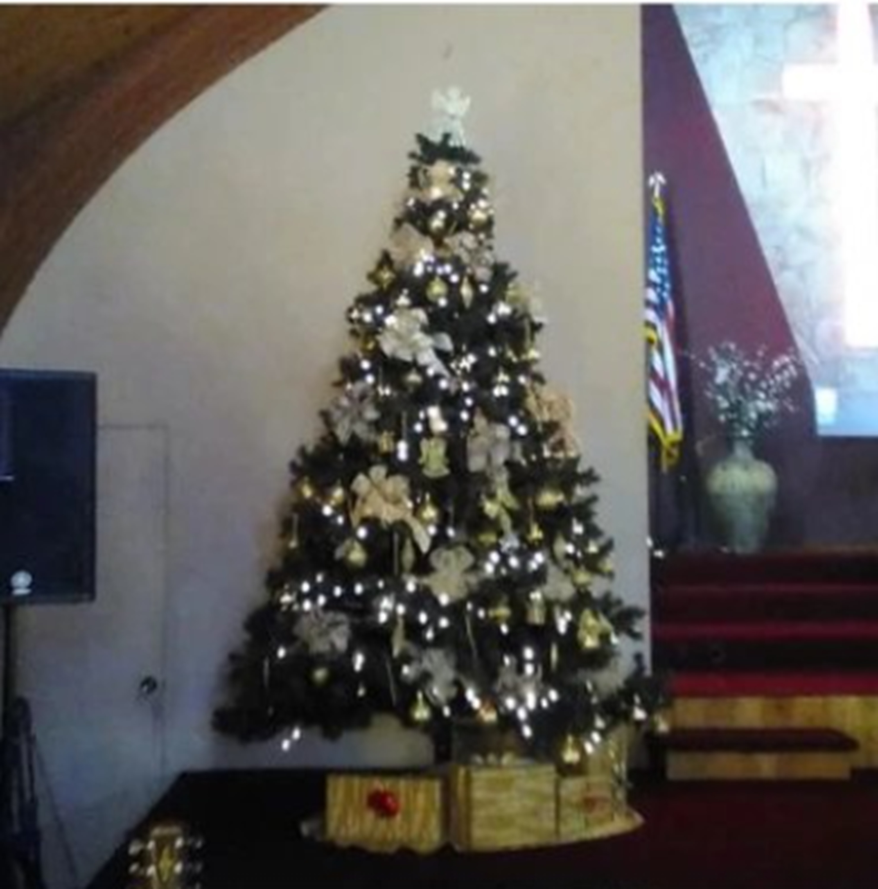 Photo I took of one of the trees at church