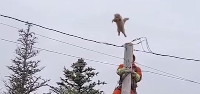 A cat in Newfoundland Canada jumps off of a utility pole and survives.