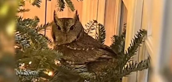 A baby owl on a Christmas tree in Kentucky A baby owl on a Christmas tree in Kentucky