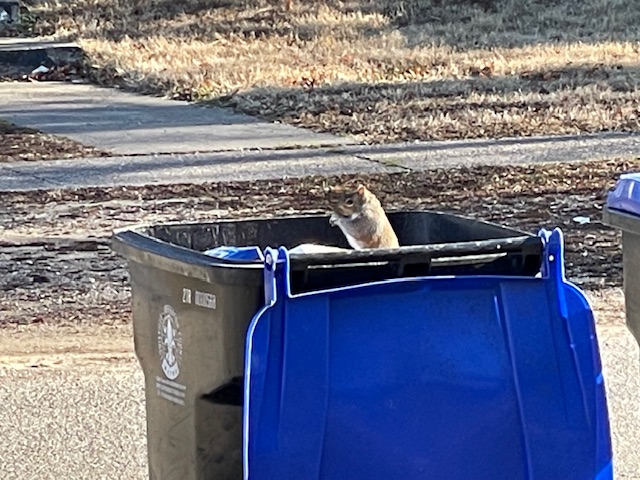 Squirrel in a trash can!  Photo taken by and the property of FourWalls.