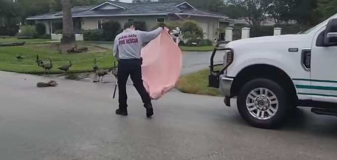 An animal control officer taking care of a boa constrictor in Florida