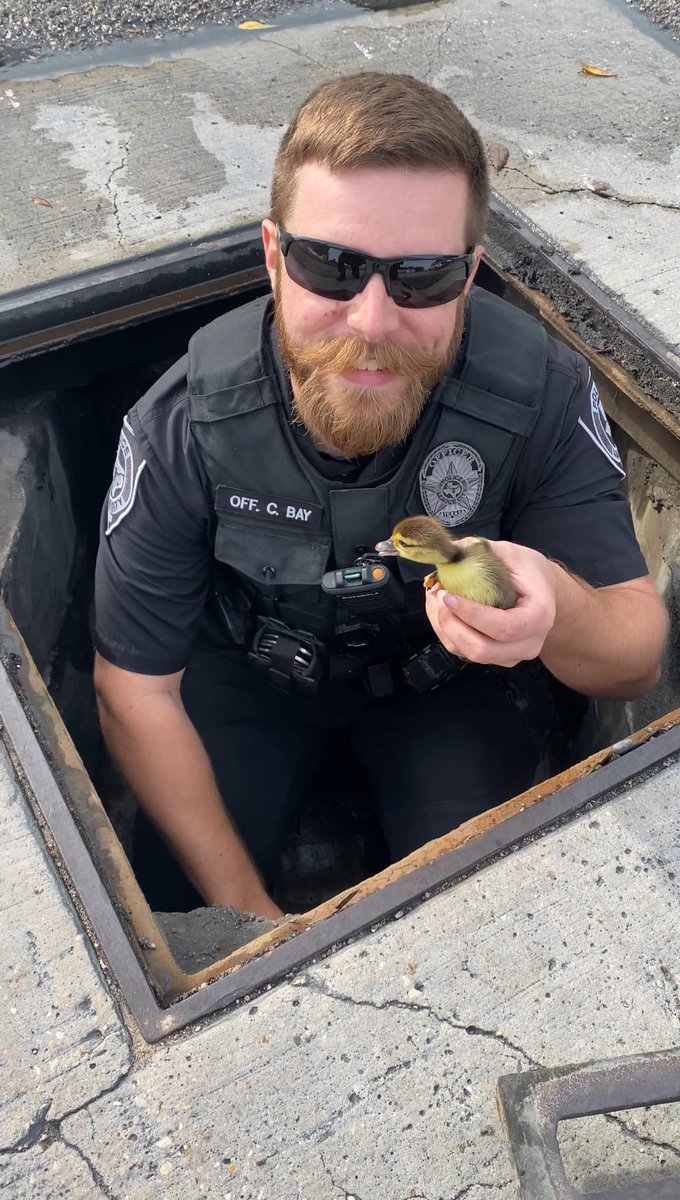 League City Police Officer rescues 11 duckling trapped in a drain on ...