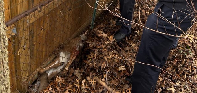 Firefighters rescue a deer in Maryland. Firefighters rescue a deer in Maryland.