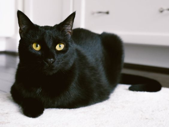 Image of Blackie the cat that was rescued in Ohio