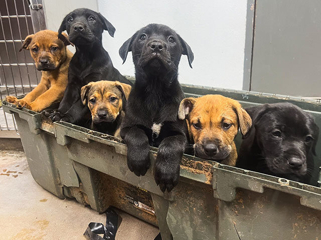 Eight puppies that was rescued by a concerned person in Fort Worth Texas Eight puppies that was rescued by a concerned person in Fort Worth Texas