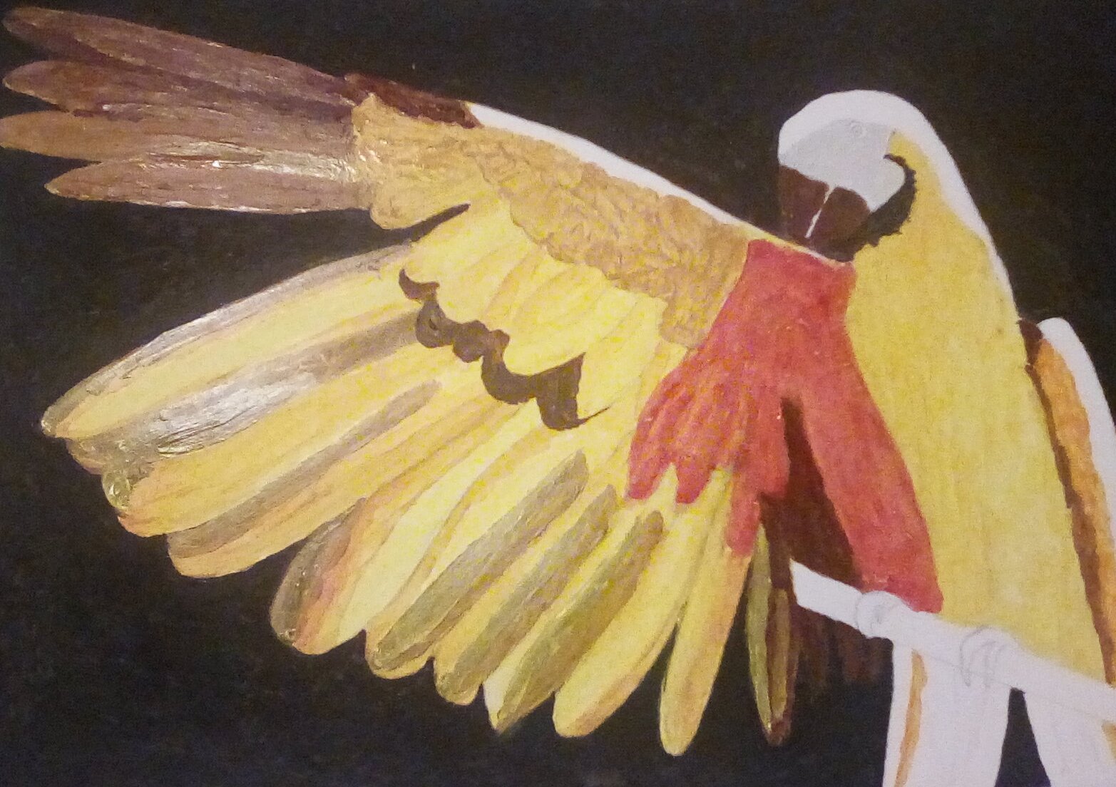 Parrot painting work in progress. Parrot painting work in progress.