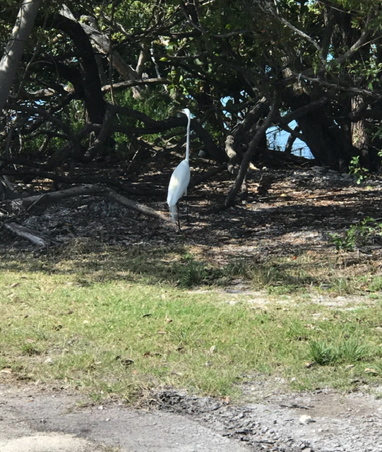 Egret in Florida. Photo taken by and the property of FourWalls. Egret in Florida. Photo taken by and the property of FourWalls.