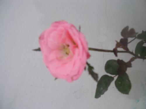 flower - my flower does it's nice? please rate it.