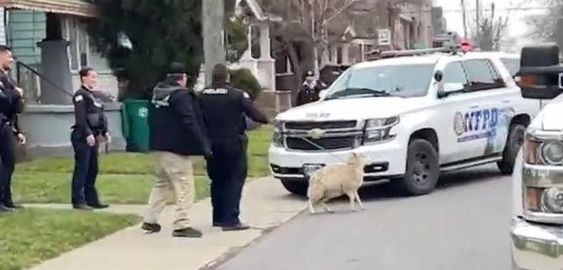 Police in Niagra Falls New York catch a sheep that was loose on the street.