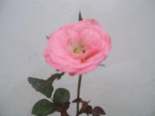 flower - my flower does it's nice? please rate it.