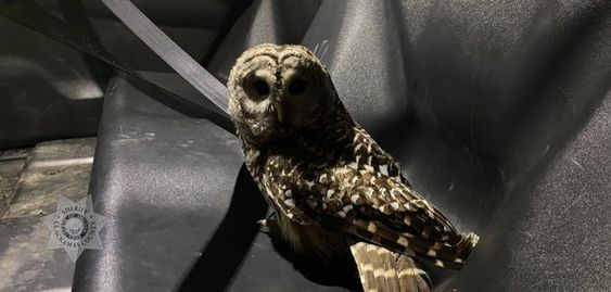Reserve deputy Wilson with an injured owl in Oregon. Reserve deputy Wilson with an injured owl in Oregon.