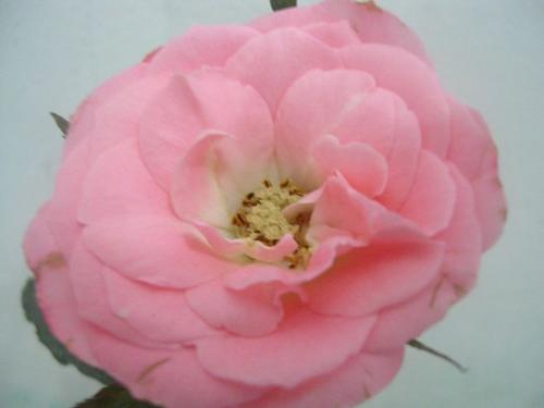 flower - my flower does it's nice? please rate it.