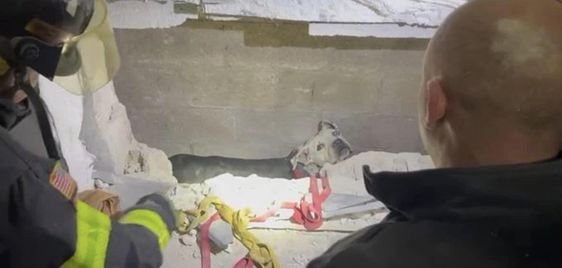 Firefighters in Florida rescue a male dog trapped between two buildings. 