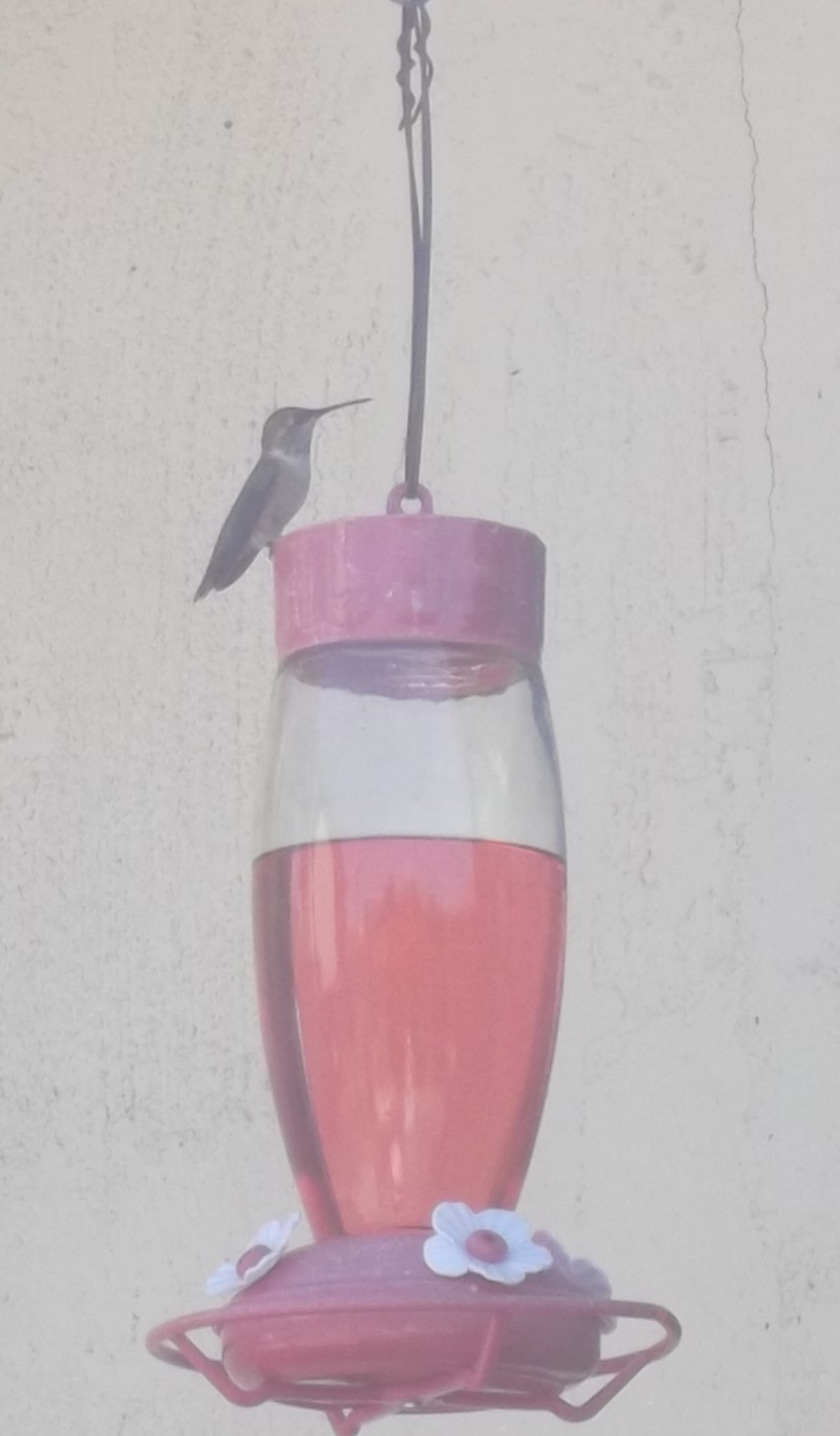 Hummingbird sitting on the feeder back at my house Hummingbird sitting on the feeder back at my house