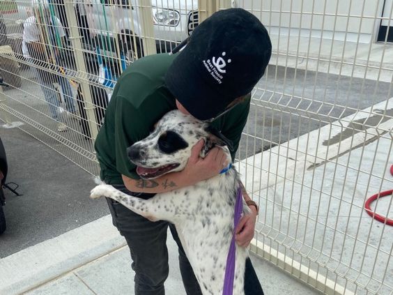 Neo the dog finds a new family to live with in Arkansas Neo the dog finds a new family to live with in Arkansas