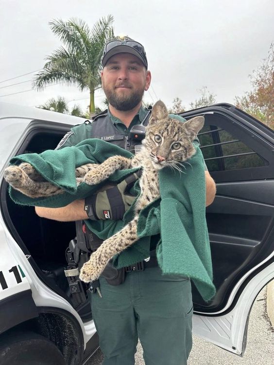 Lee County Deputy Lopez with a young bobcat that was injured that he rescued..