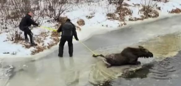 Peace officers in Canada rescue a female moose in a frozen river