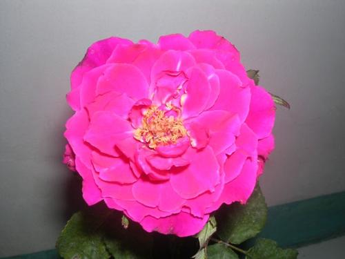 flower - my flower does it's nice? please rate it.