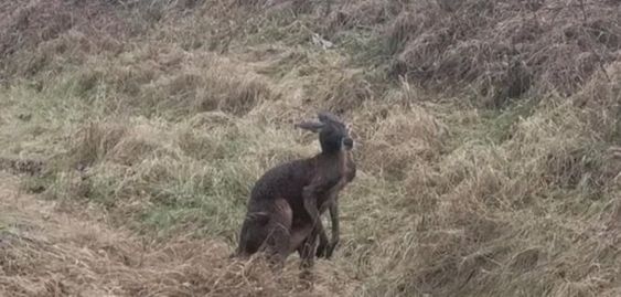 A kangaroo on the streets of Howard Township Ontario Canada 