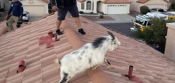 A goat being rescued by Glendale Arizona firefighters A goat being rescued by Glendale Arizona firefighters