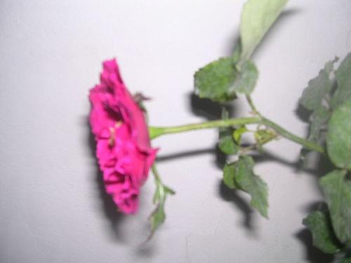 flower - my flower does it's nice? please rate it.
