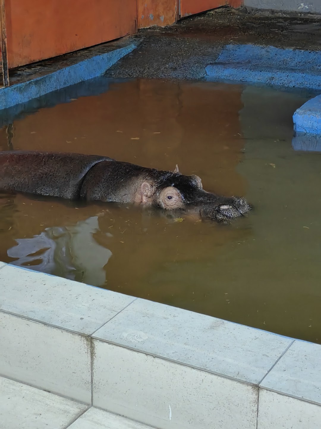 Hippo in warm water, Almaty Zoo Hippo in warm water, Almaty Zoo