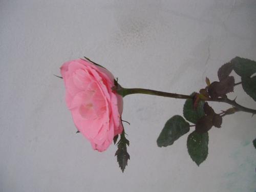 flower - my flower does it's nice? please rate it.