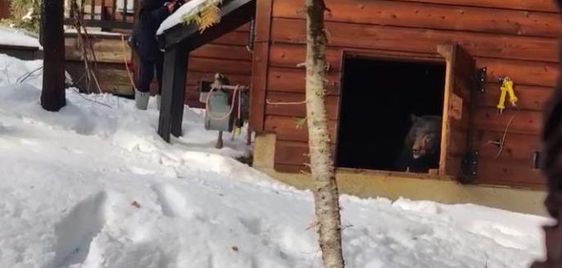A bear in North Lake Tahoe California evicted from a home on Sunday