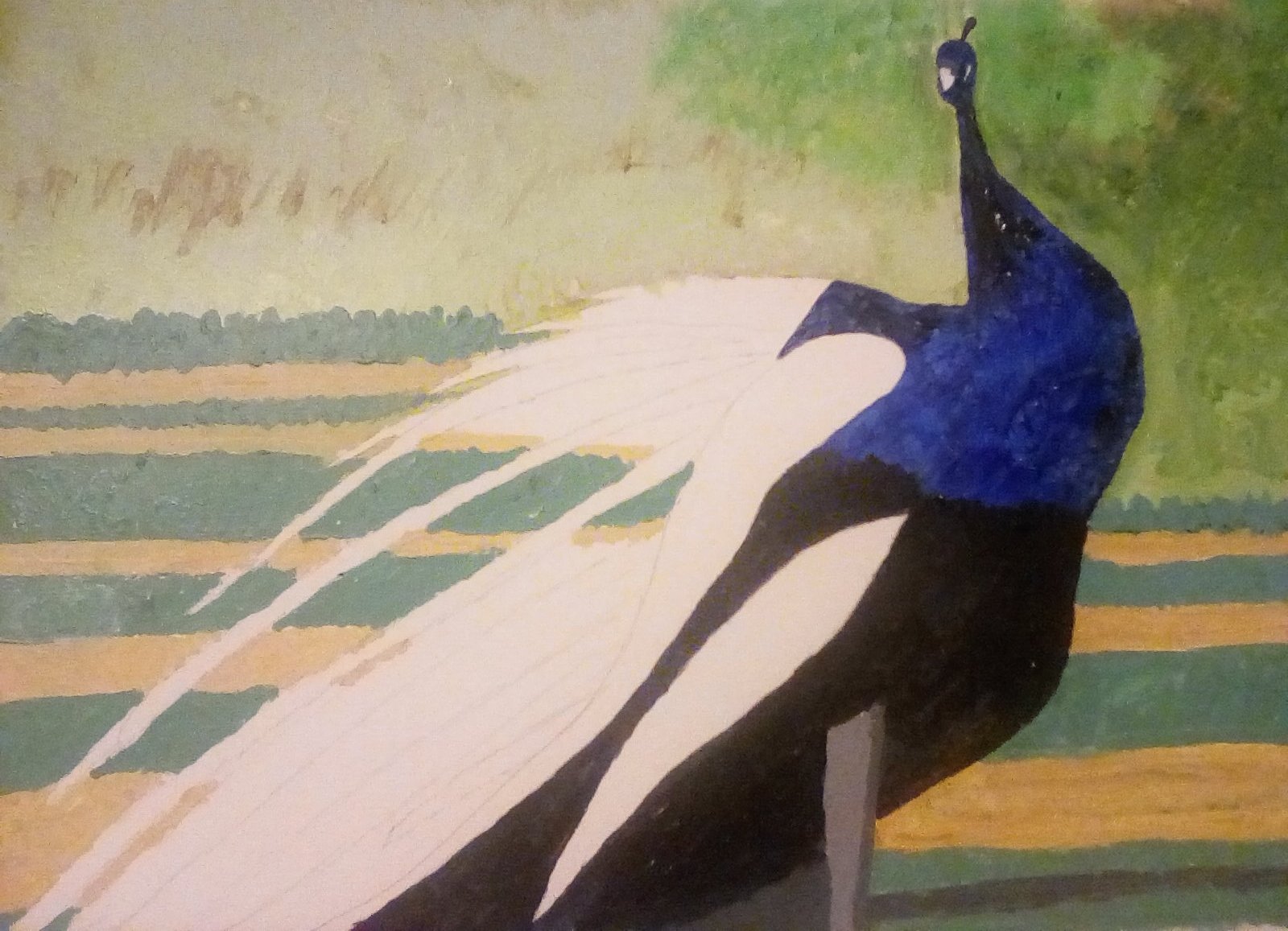 Peacock - Work in Progress. Peacock - Work in Progress.