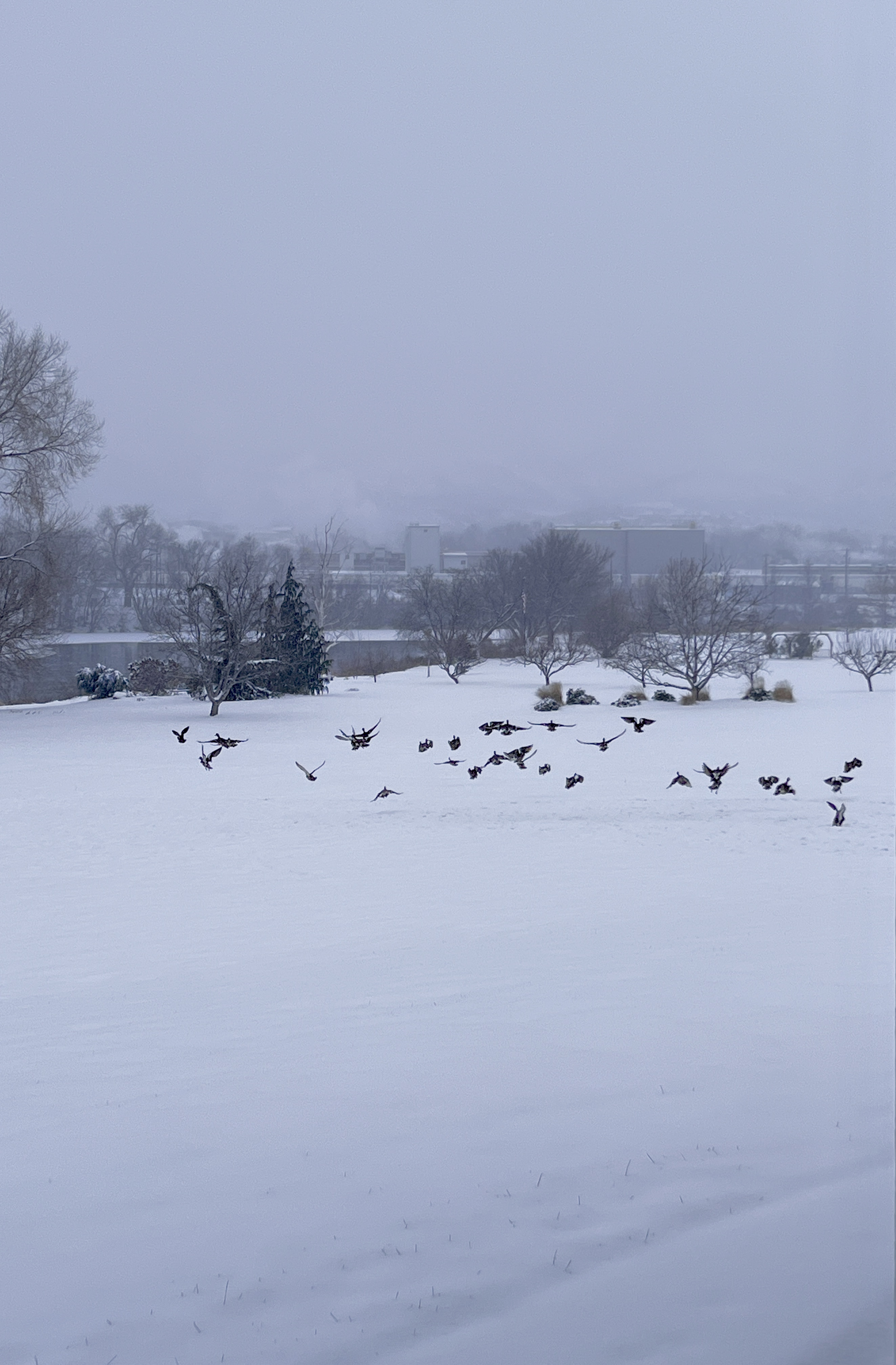 Ducks on Snow