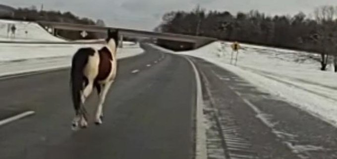 A horse running on a highway in Hamilton County Tennessee 