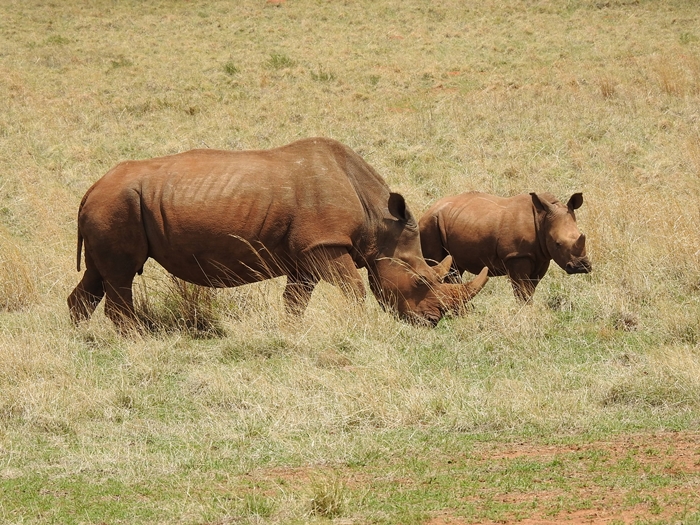 two of our local Rhino's (baby calf) slaughtered for their horns!  TRAGIC!