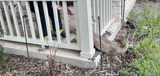 Deer being rescued by firefighters in Georgetown Texas Deer being rescued by firefighters in Georgetown Texas