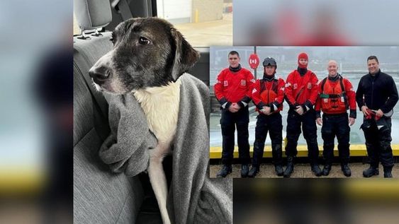 A female dog that jumped into Lake Michigan in Wisconsin A female dog that jumped into Lake Michigan in Wisconsin