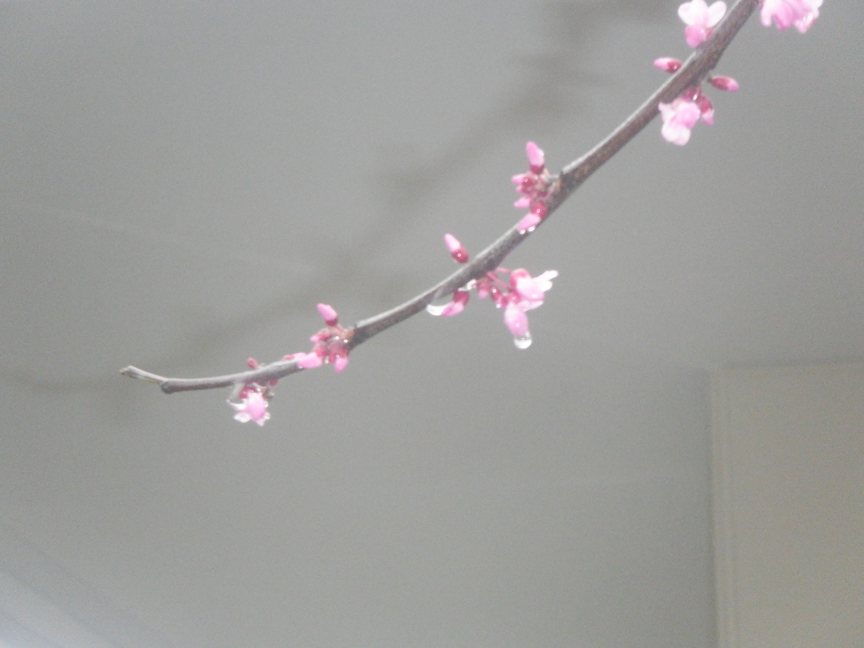 Photo taken by me 3-28-23 Photo taken by me 3-28-23