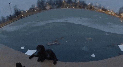 Police officer rescues two dogs that were in an icy pond / myLot