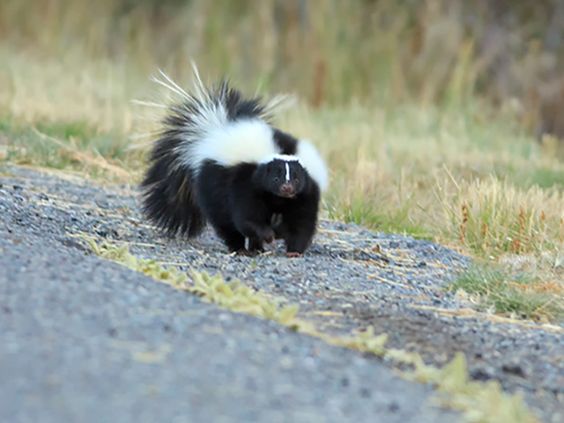 A skunk on a road in Colorado Springs Colorado A skunk on a road in Colorado Springs Colorado