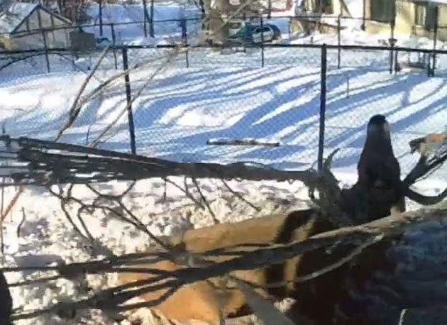 Deer being rescued by two Sioux City Iowa police officers