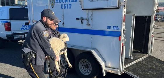 A NYPD officer taking a lost sheep to a Brooklyn Animal Control center.