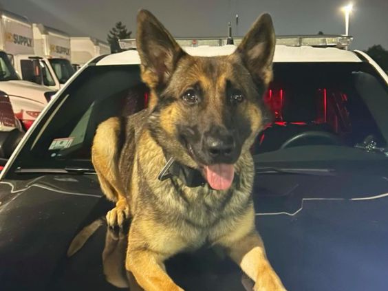 Auburn Police Department K9 dog Biza found a missing child in Massachusetts