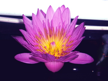 Lotus Flower - It finally bloom in my aquatic tank!