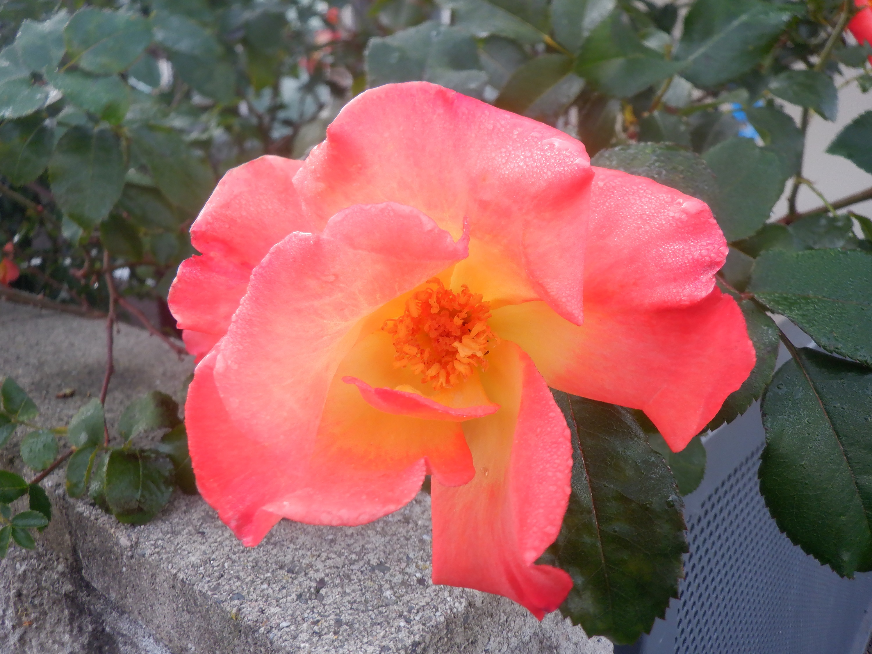 Photo taken by me 11-10-22 Photo taken by me 11-10-22