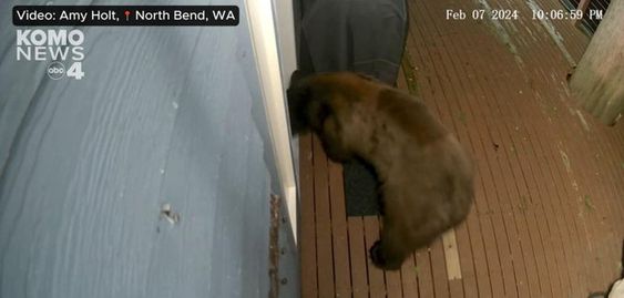 Bear trying to break into a home in North Bend Washington state. Bear trying to break into a home in North Bend Washington state.